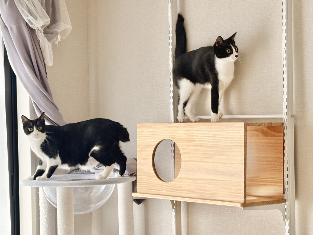 【アイキャッチ】キャットステップ